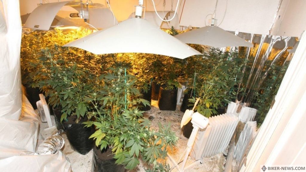 During Operation Crimson, police found a large-scale cannabis growing operation in a rental property.