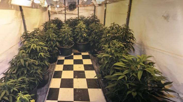 One of the grow rooms discovered by police.
